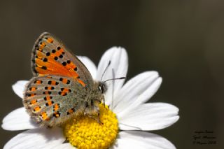 Akbes Gelinci�i&nbsp;(Tomares&nbsp;nesimachus)