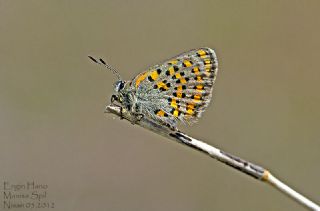 Akbes Gelincii (Tomares nesimachus)