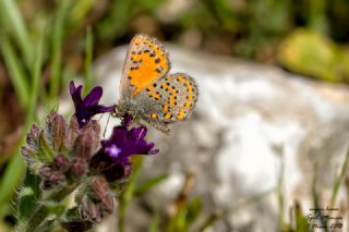 Akbes Gelinci�i&nbsp;(Tomares&nbsp;nesimachus)