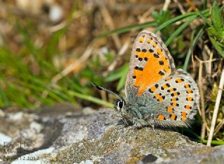 Akbes Gelincii (Tomares nesimachus)