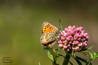 Akbes Gelinci�i&nbsp;(Tomares&nbsp;nesimachus)