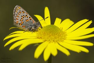 Akbes Gelincii (Tomares nesimachus)