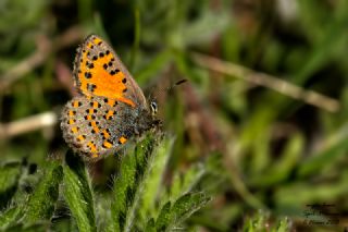 Akbes Gelinci�i&nbsp;(Tomares&nbsp;nesimachus)