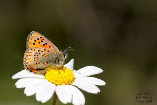 Akbes Gelincii (Tomares nesimachus)