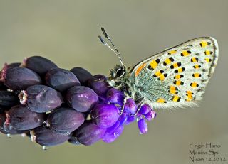 Akbes Gelincii (Tomares nesimachus)