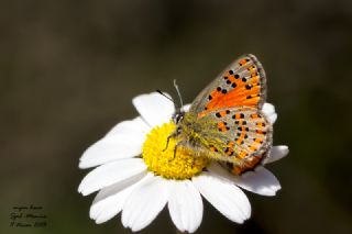 Akbes Gelinci�i&nbsp;(Tomares&nbsp;nesimachus)