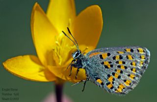 Akbes Gelincii (Tomares nesimachus)