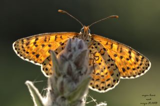 Benekli parhan (Melitaea didyma)