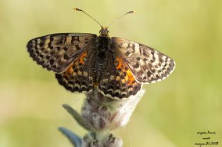 Benekli parhan (Melitaea didyma)