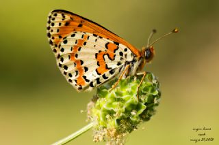 Benekli parhan (Melitaea didyma)