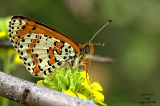 Benekli parhan (Melitaea didyma)