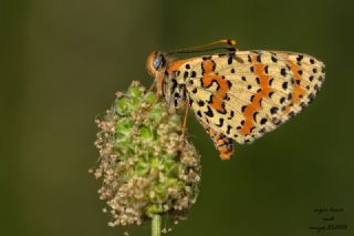 Benekli parhan (Melitaea didyma)
