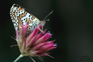 parhan (Melitaea cinxia)