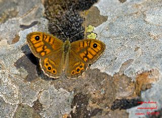 Kk Esmerboncuk (Lasiommata megera)