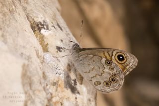 Esmerboncuk&nbsp;(Lasiommata&nbsp;maera)