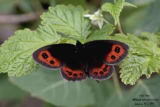 �sko� G�zelesmeri&nbsp;(Erebia&nbsp;aethiops)