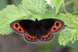 �sko� G�zelesmeri&nbsp;(Erebia&nbsp;aethiops)