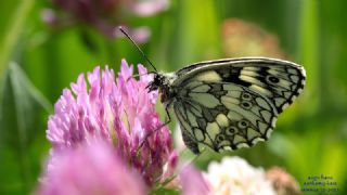 Orman Melikesi (Melanargia galathea)
