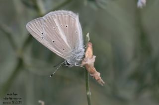 okgzl Anadolu Beyaz (Polyommatus menalcas)