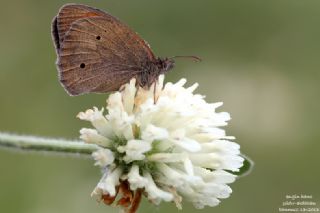 �ay�r Esmeri&nbsp;(Maniola&nbsp;jurtina)