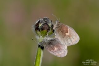 Kk Zpzp Perisi (Coenonympha pamphilus)