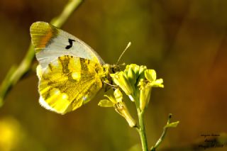 �okg�zl� G�m�� Mavi&nbsp;(Albulina&nbsp;loewii)