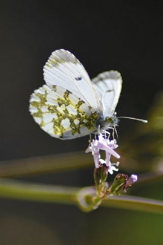 Turuncu Ssl (Anthocharis cardamines)