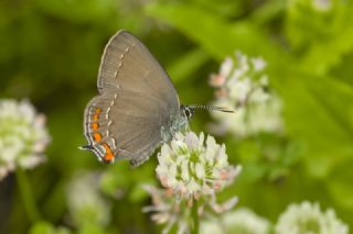 Kzl Zpzp (Spialia orbifer)