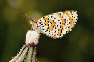 Gzel parhan (Melitaea syriaca)