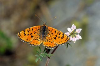 Gzel parhan (Melitaea syriaca)