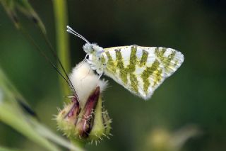 Akdeniz Oyklosu (Euchloe belemia)