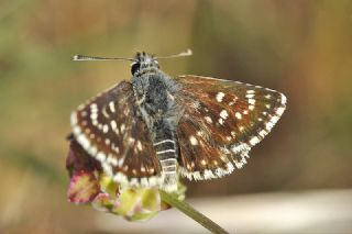 Kzl Zpzp (Spialia orbifer)