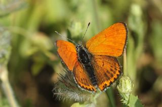 Kk Ate Gzeli (Lycaena thersamon)