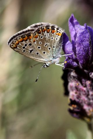 okgzl Mavi (Polyommatus icarus)