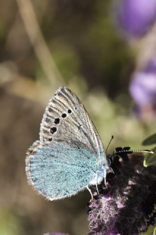 Karagz Mavisi (Glaucopsyche alexis)