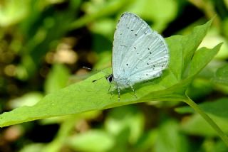 Kutsal Mavi (Celastrina argiolus)