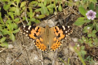 Diken Kelebei (Vanessa cardui)