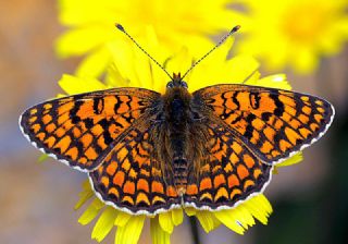 Cezayirli parhan (Melitaea ornata)