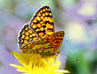 Cezayirli parhan (Melitaea ornata)