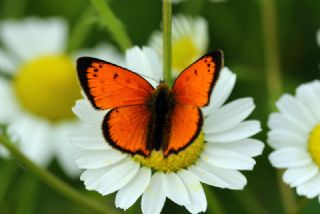 Osmanl Atei (Lycaena ottomanus)