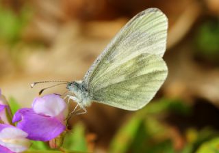 Narin Orman Beyaz (Leptidea sinapis)