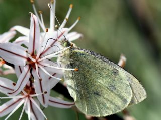 Byk Beyazmelek  (Pieris brassicae)