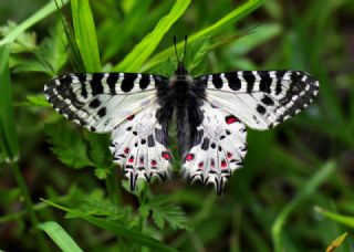 Orman Fistosu (Allancastria  cerisyi)