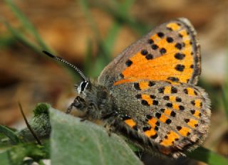 Akbes Gelincii (Tomares nesimachus)