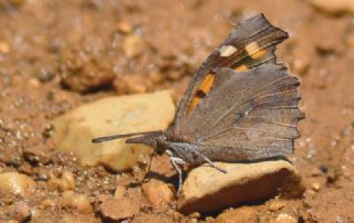 itlembik Kelebei (Libythea celtis)