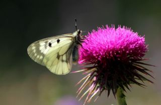 Dumanl Apollo (Parnassius mnemosyne)