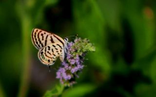 Balkan Kaplan�&nbsp;(Tarucus&nbsp;balkanicus)