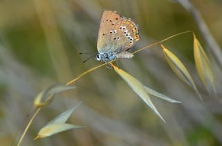 Kk Benekli Sevbeni (Satyrium ledereri )