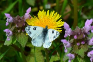Yeni Beneklimelek (Pontia edusa)
