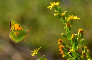 Sar Azamet (Colias croceus)